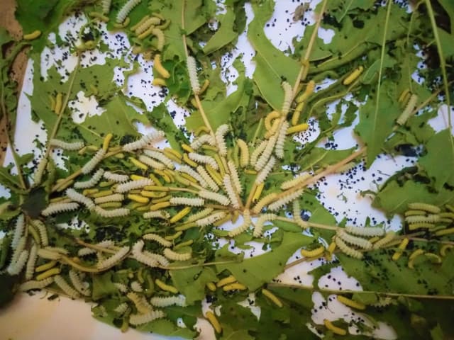 Agricultural Research Labs